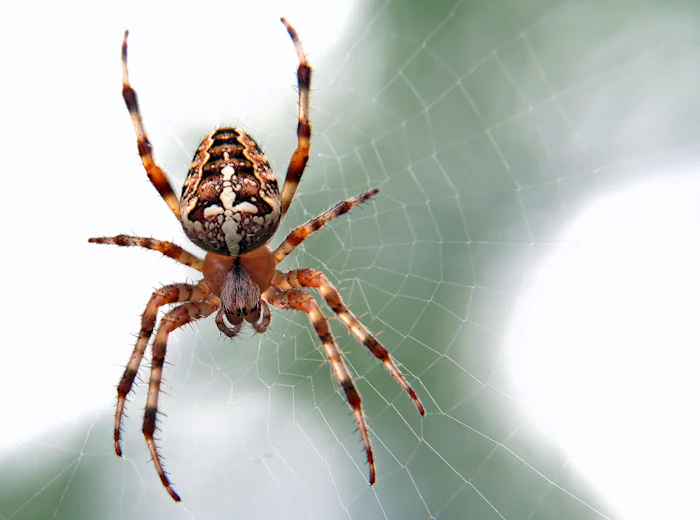 Spider on a web
