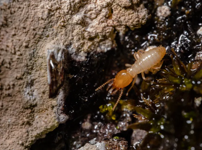 Subterranean termite worker